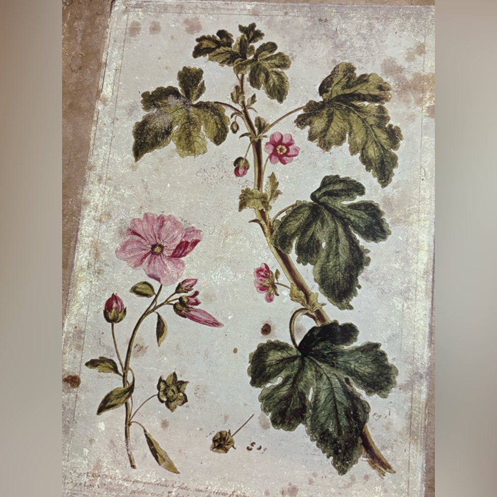 Williamsburg Creative Co-op Framed Floral Art Print 10x13 Rustic Cottagecore - Picture 4 of 10